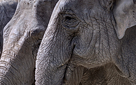 Asian elephant (Elephas maximus)
